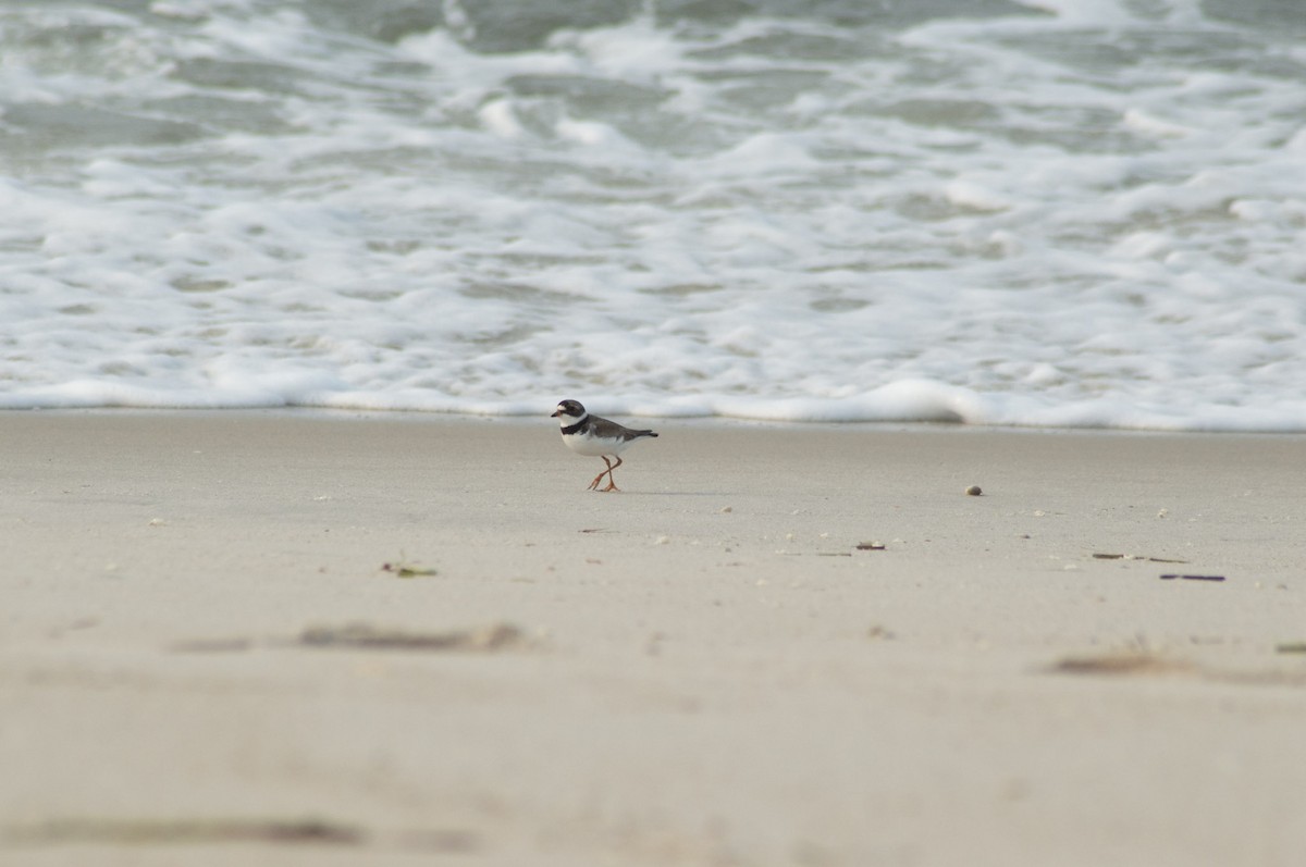 Semipalmated Plover - ML355994781