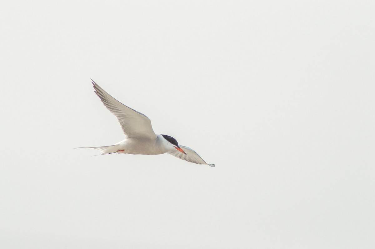 Common Tern - ML355994911