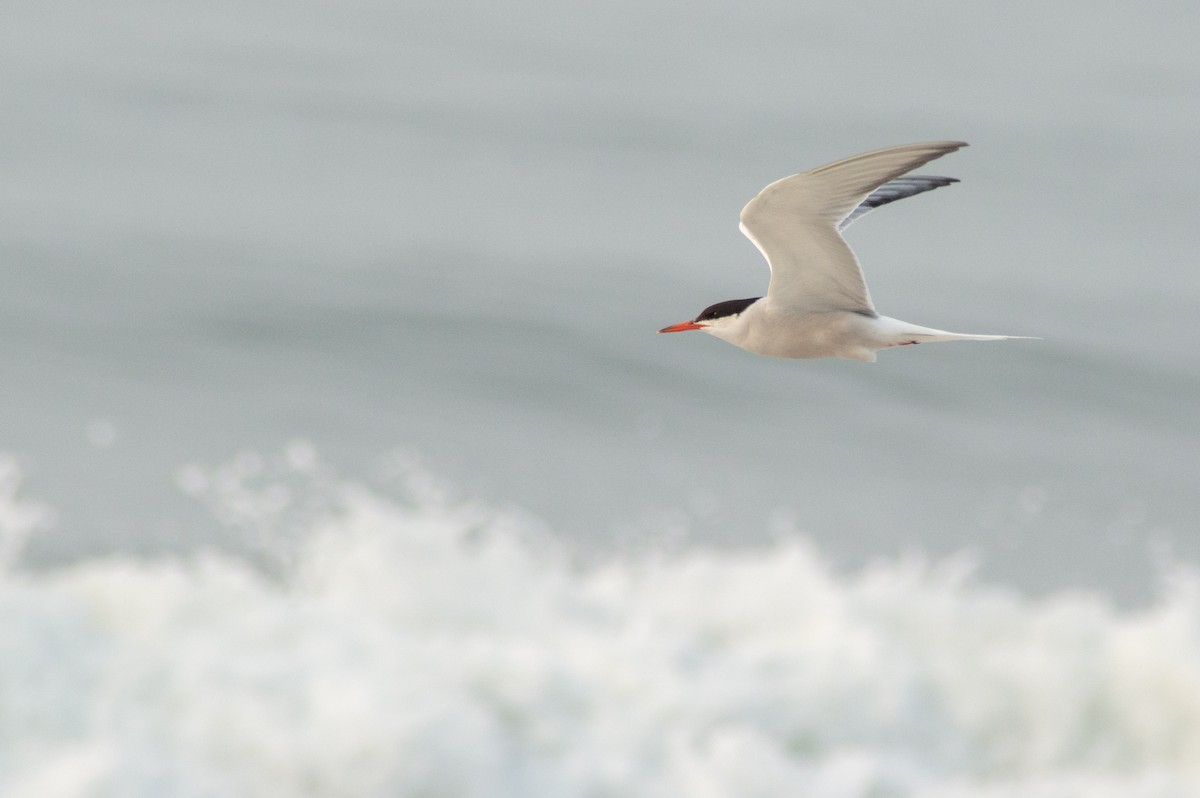 Common Tern - Michael Mulqueen