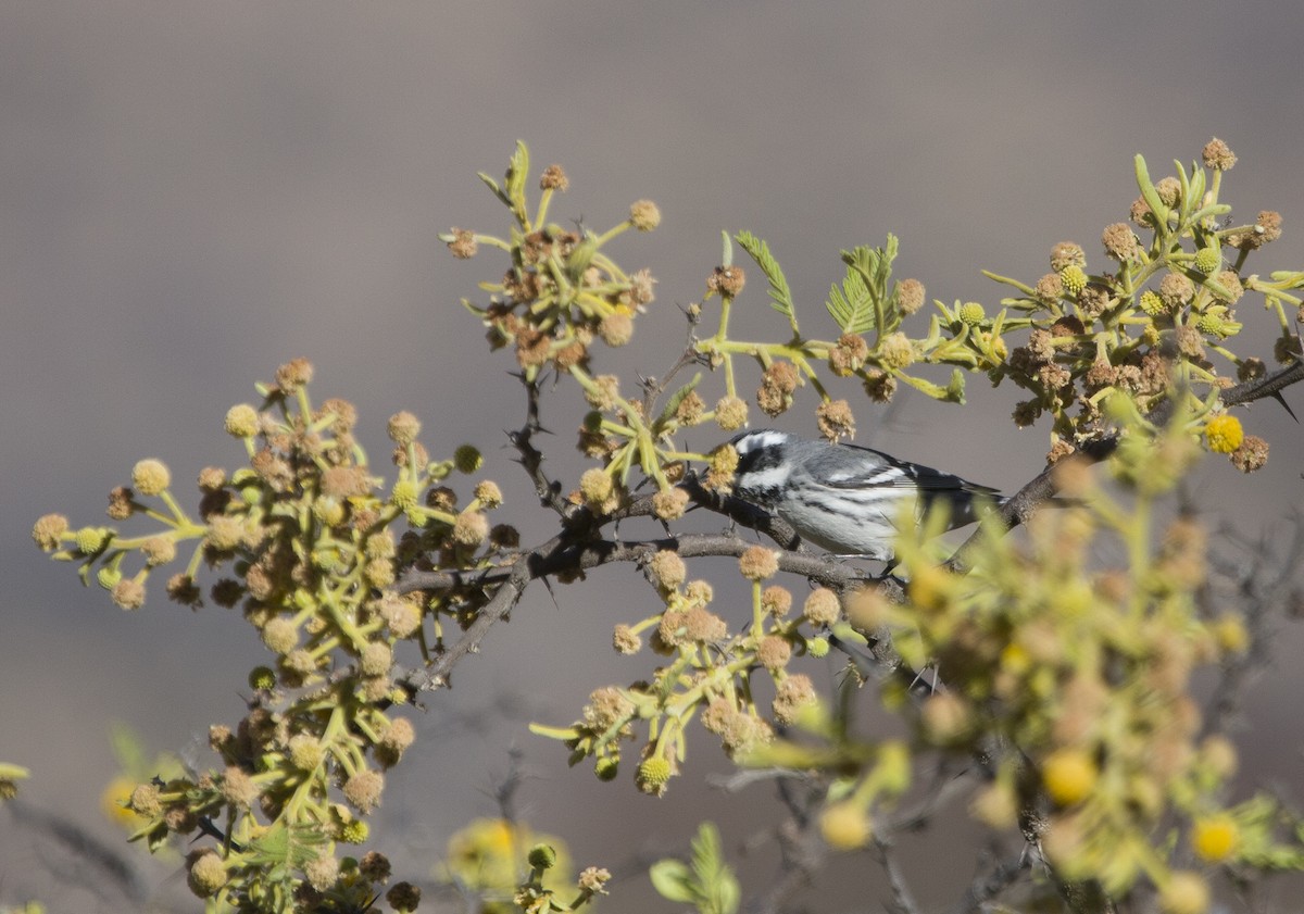Black-throated Gray Warbler - Bill Hubick