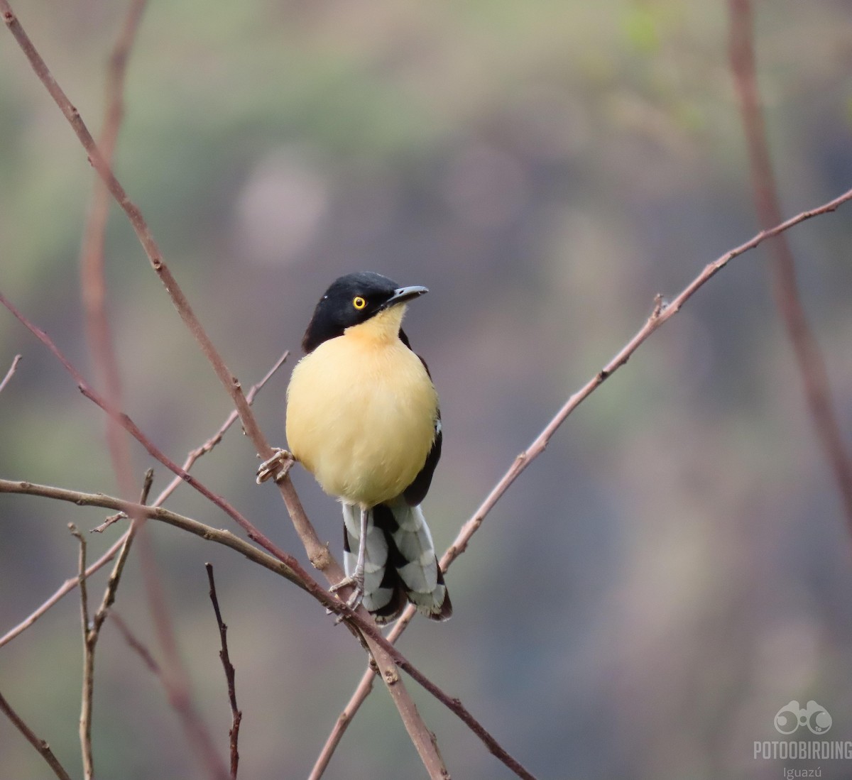 Black-capped Donacobius - Fernando Pocho Cabral / Birding Iguazu