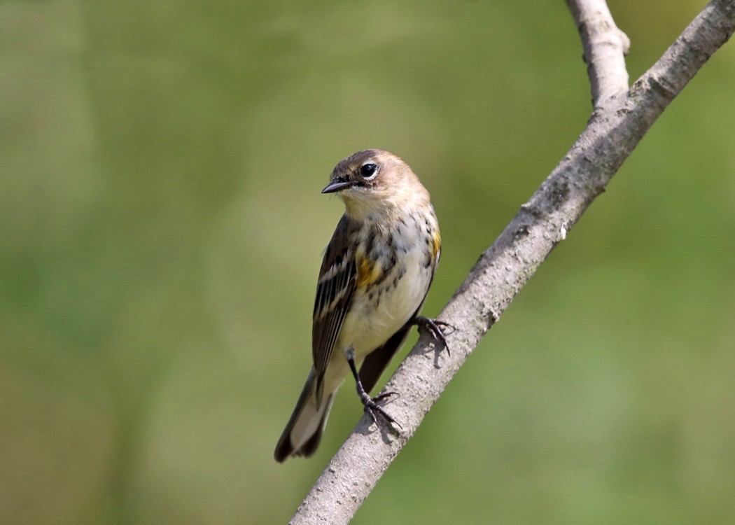Yellow-rumped Warbler (Myrtle) - ML35600381
