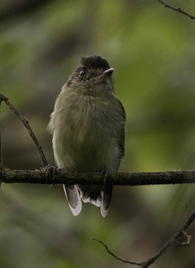 Sepia-capped Flycatcher - ML356004081