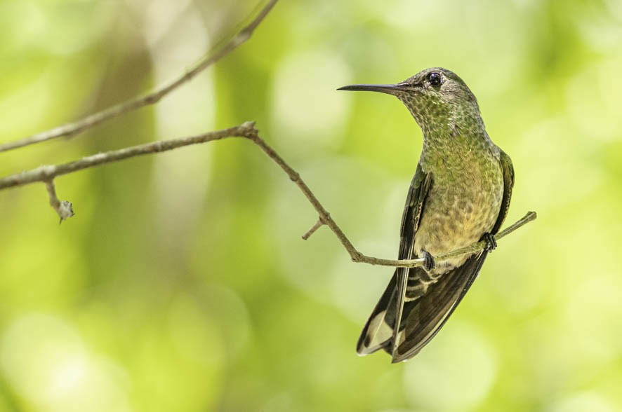 Scaly-breasted Hummingbird - ML356004351