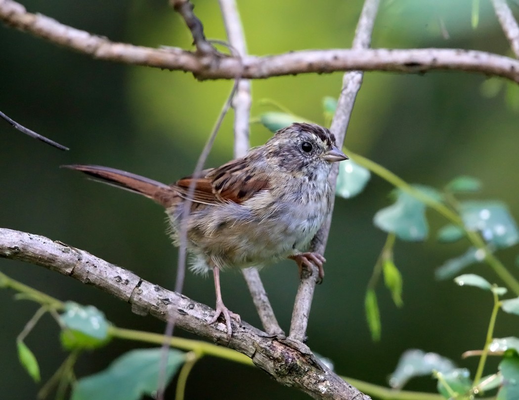 Swamp Sparrow - ML35600601
