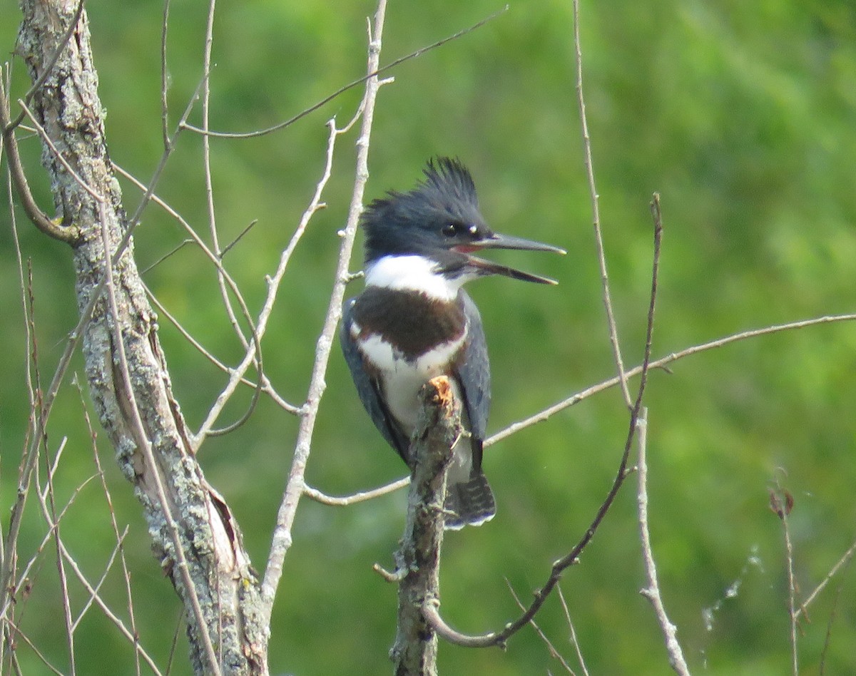 Belted Kingfisher - ML356025751