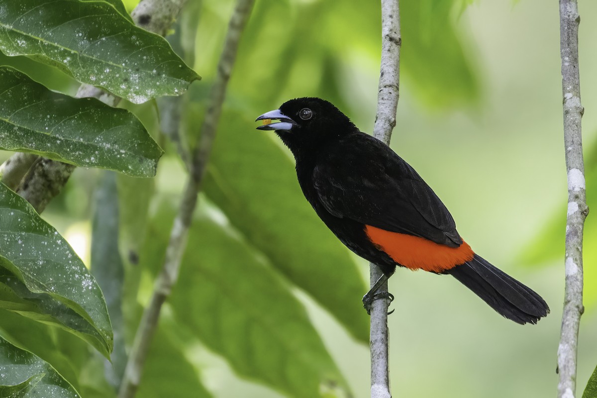 Scarlet-rumped Tanager (Passerini's) - ML356028481