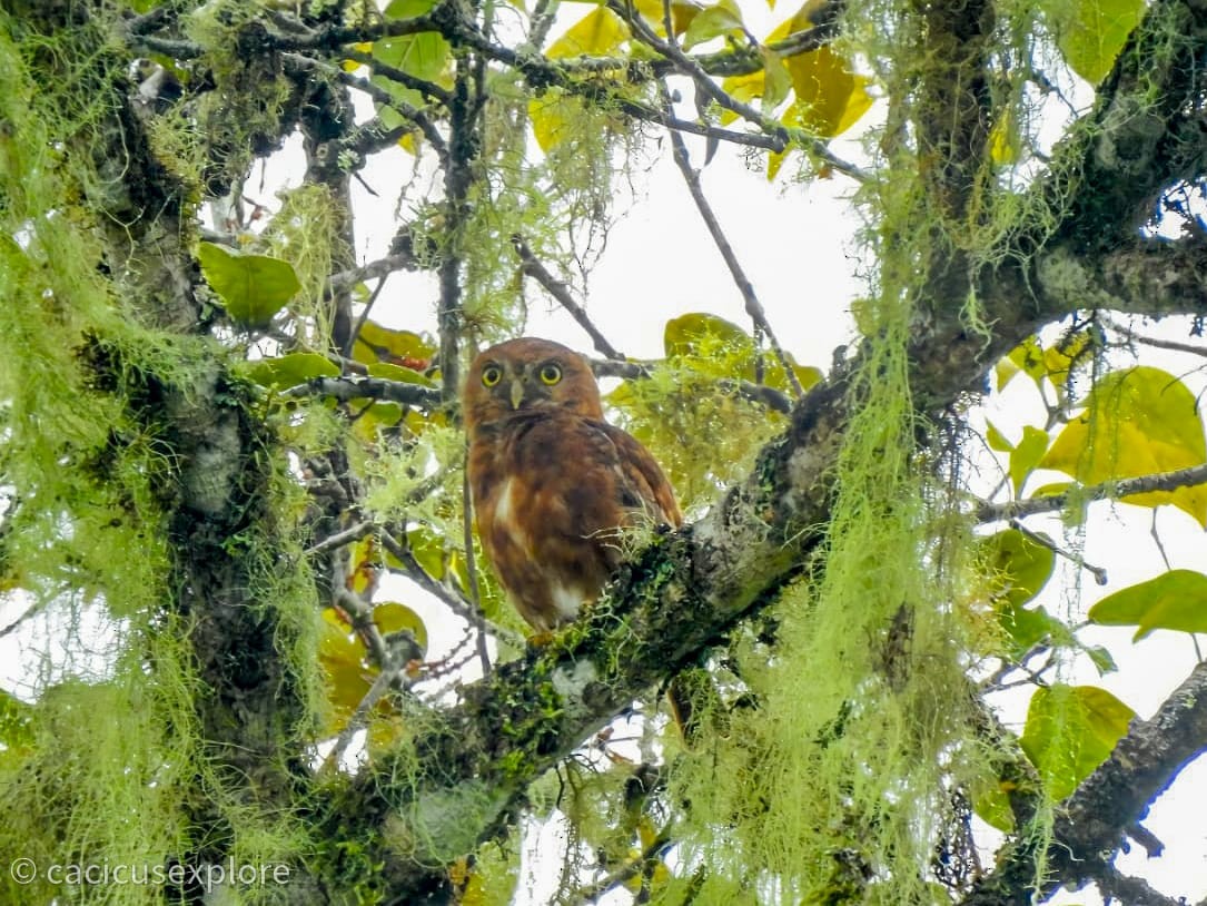 Costa Rican Pygmy-Owl - Fabian Torres
