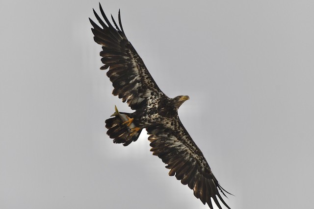 Third basic ventral view (subspecies <em>washingtoniensis</em>). - Bald Eagle - 