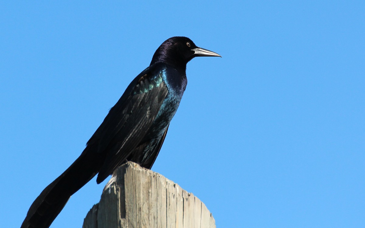 Boat-tailed Grackle - ML356033131