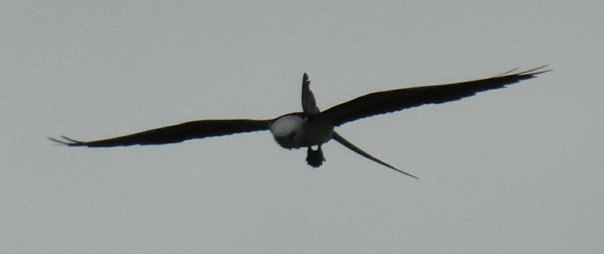 Swallow-tailed Kite - ML356033311