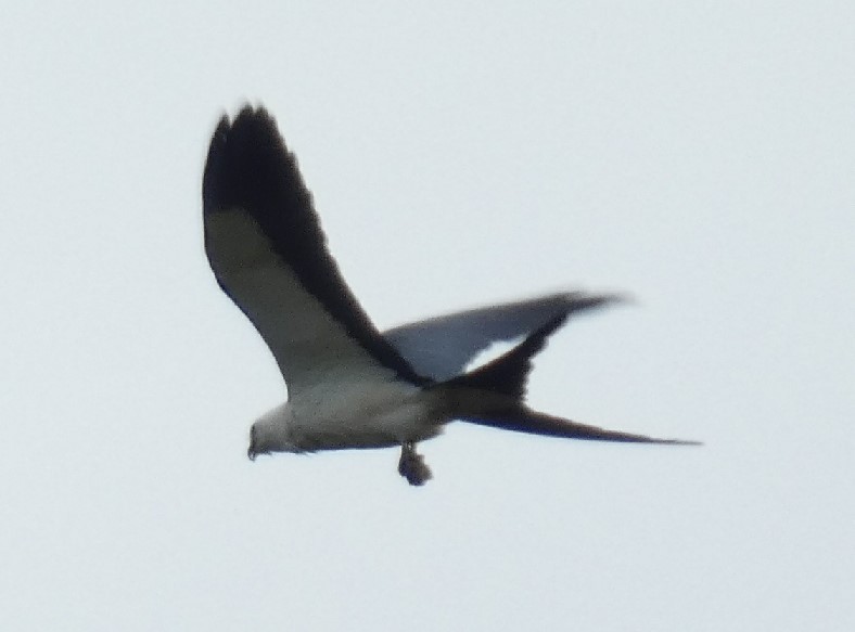 Swallow-tailed Kite - ML356033421