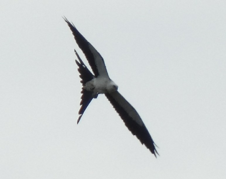 Swallow-tailed Kite - ML356033451
