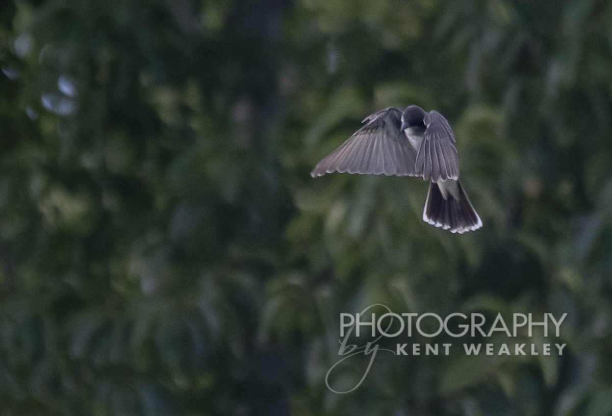 Eastern Kingbird - ML356033621