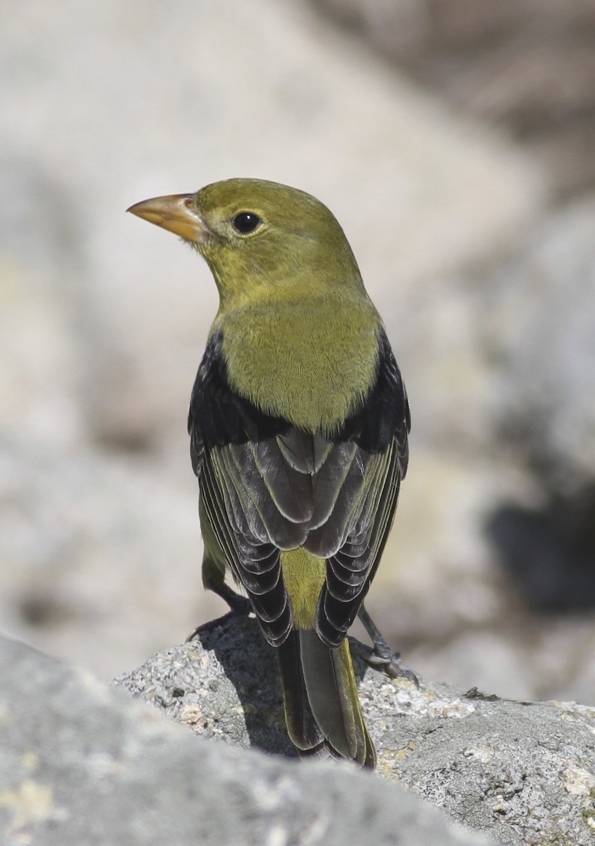 Scarlet Tanager - ML35603651