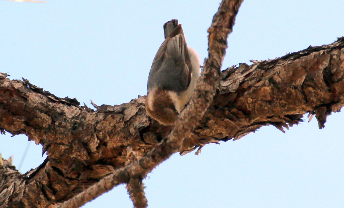 Brown-headed Nuthatch - ML356037271