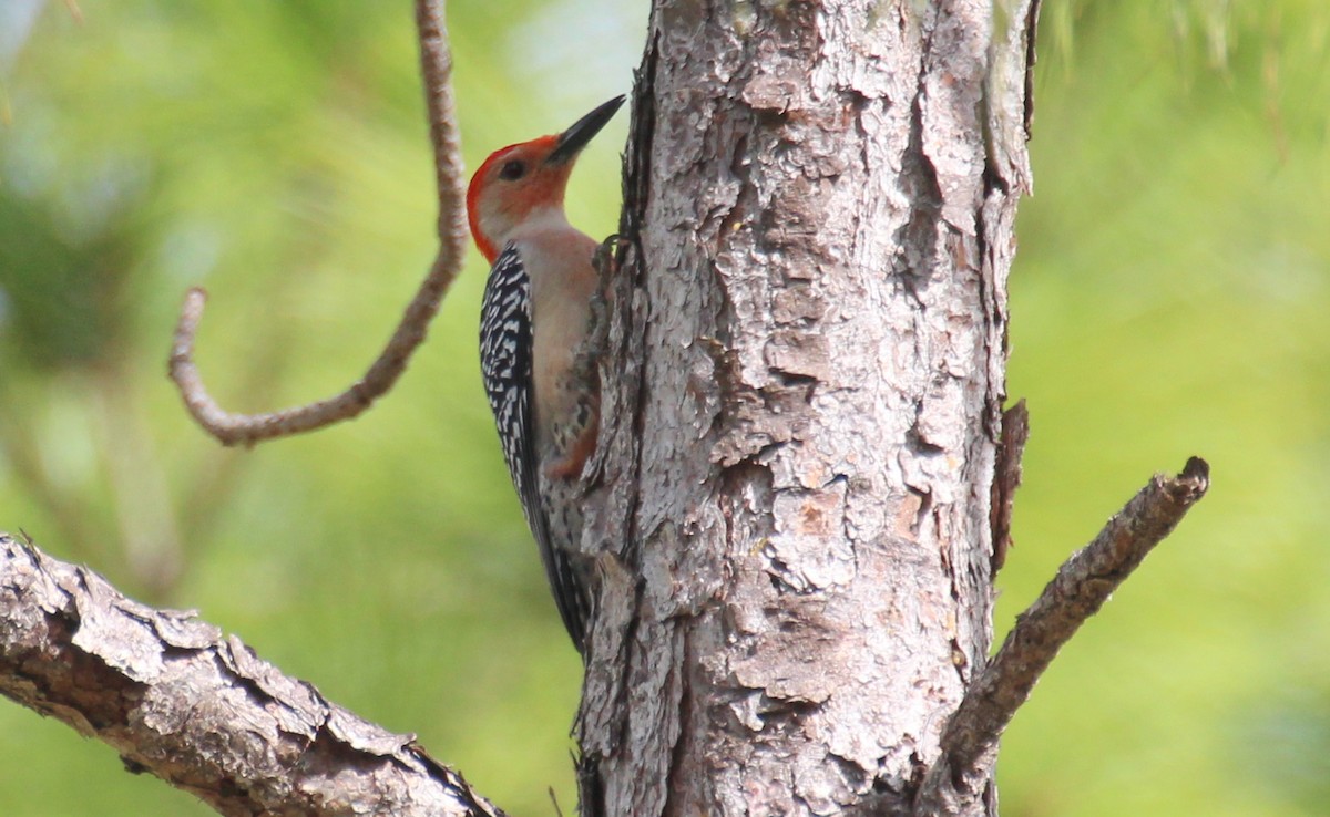 Red-bellied Woodpecker - Gary Leavens