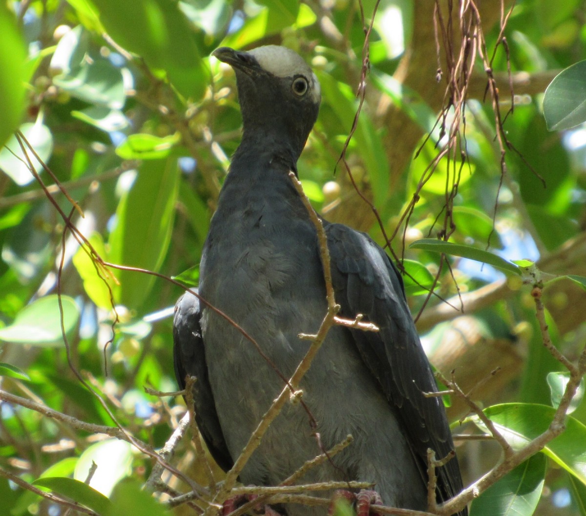 White-crowned Pigeon - ML356039911