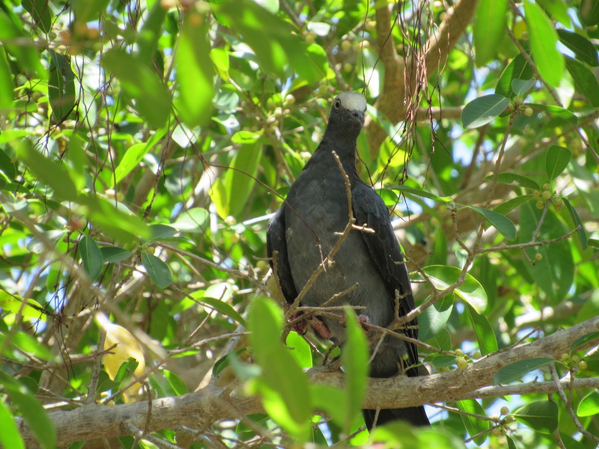 White-crowned Pigeon - ML356039941