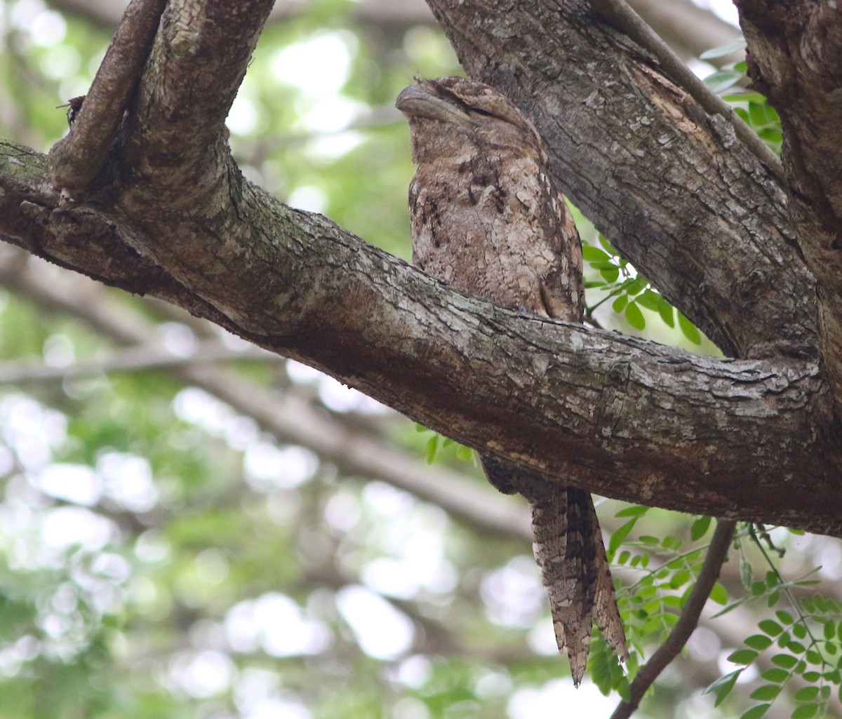 Papuan Frogmouth - ML35604001