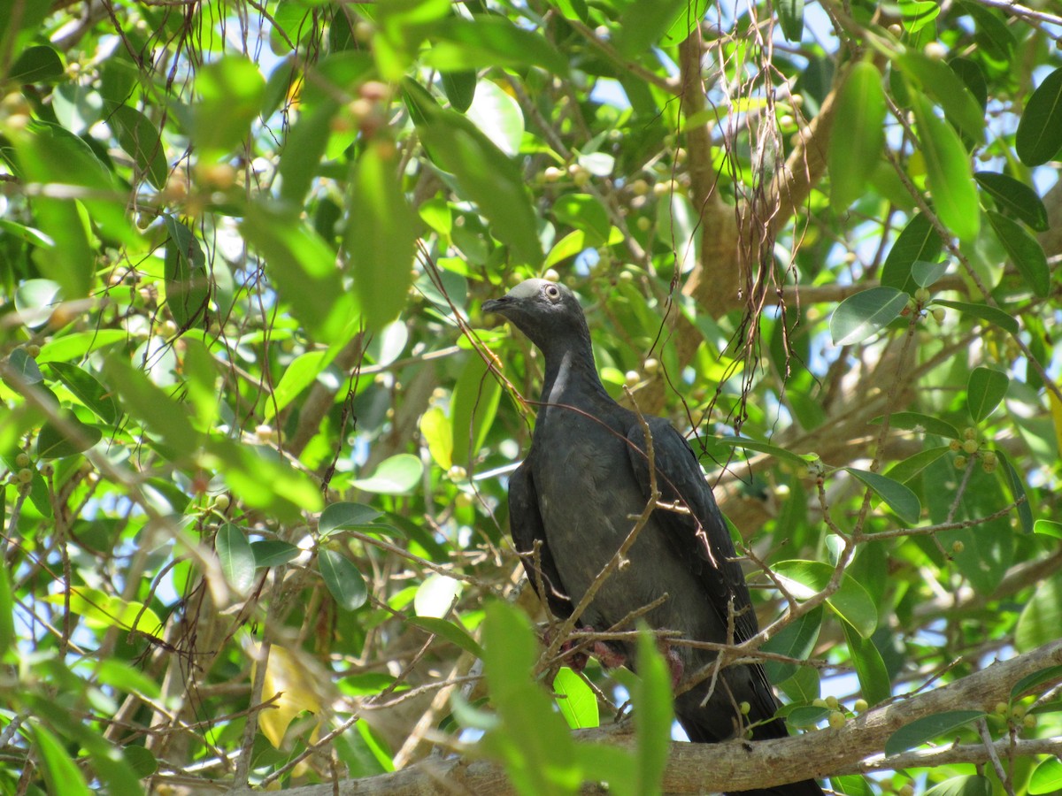 White-crowned Pigeon - ML356040031