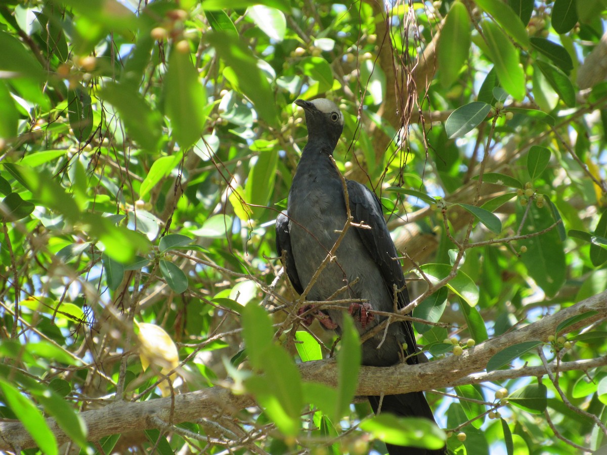 White-crowned Pigeon - ML356040141