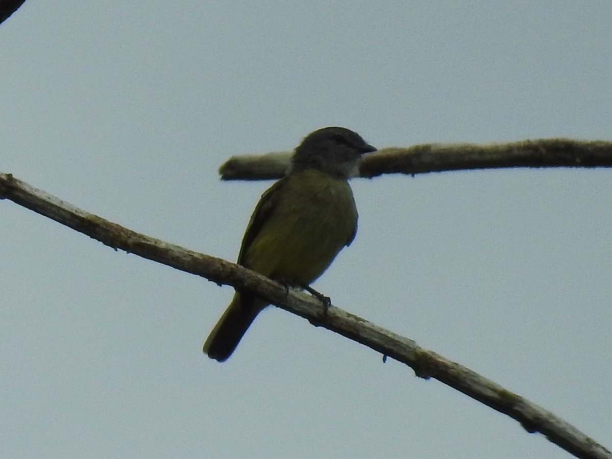 Yellow-crowned Tyrannulet - ML356040521