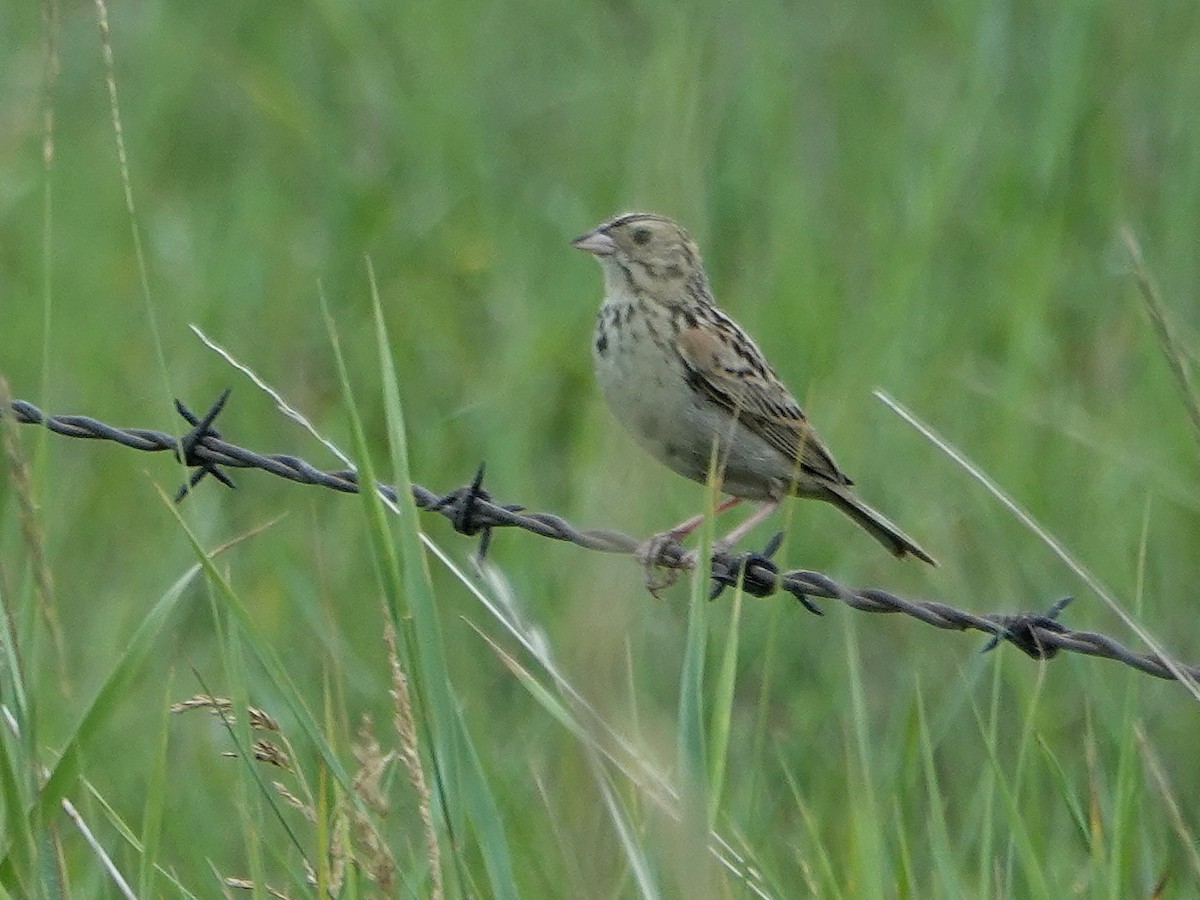 Baird's Sparrow - ML356041961
