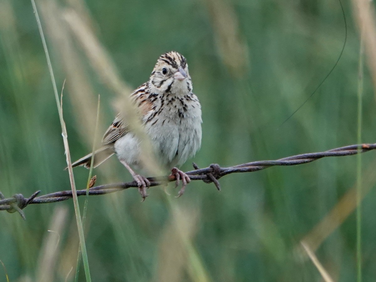 Baird's Sparrow - Liz Soria