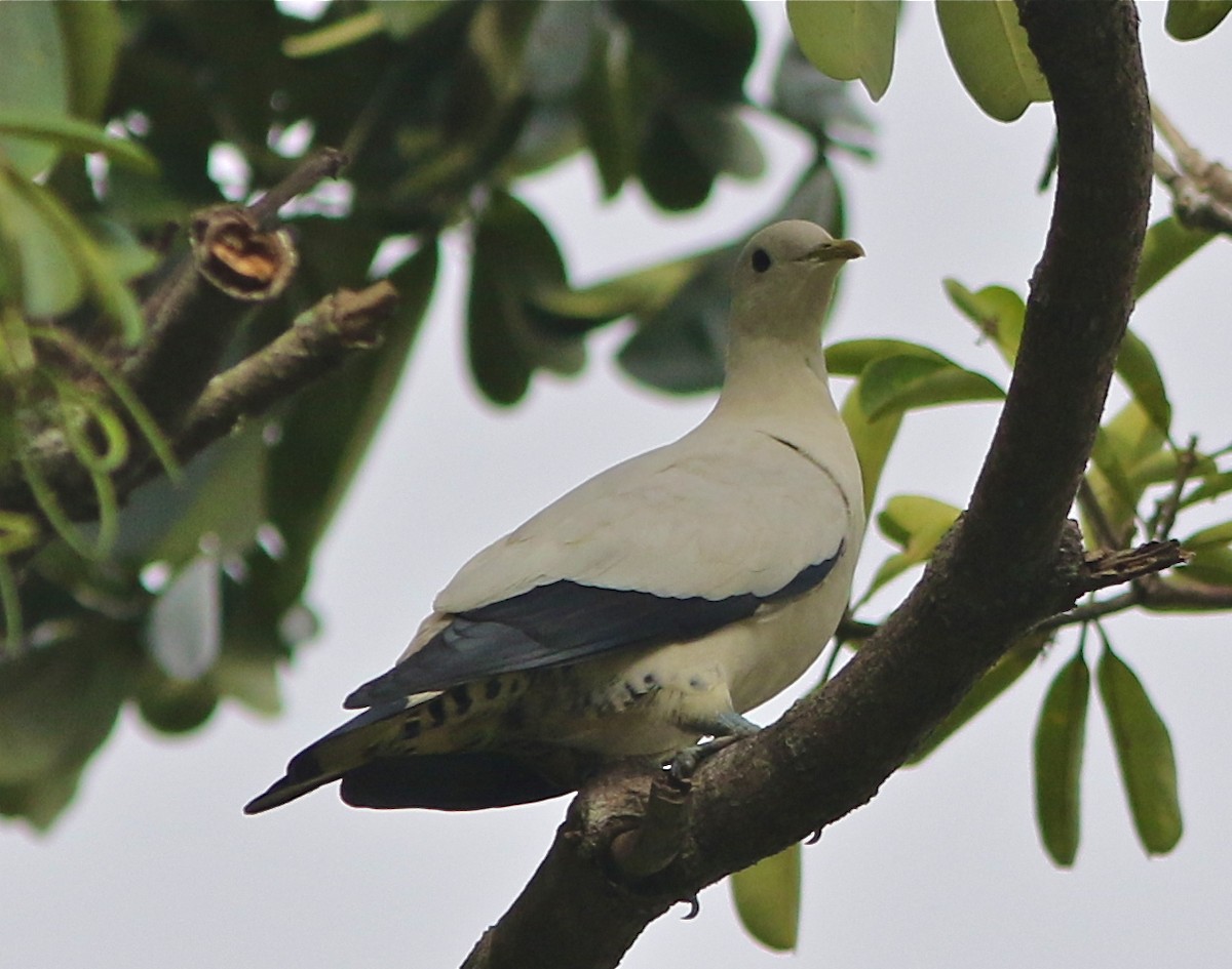 Torresian Imperial-Pigeon - Don Roberson