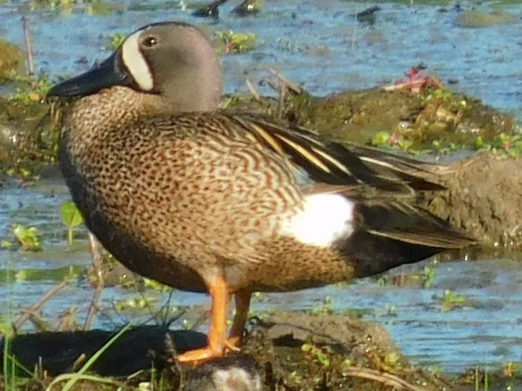 Blue-winged Teal - ML356047381
