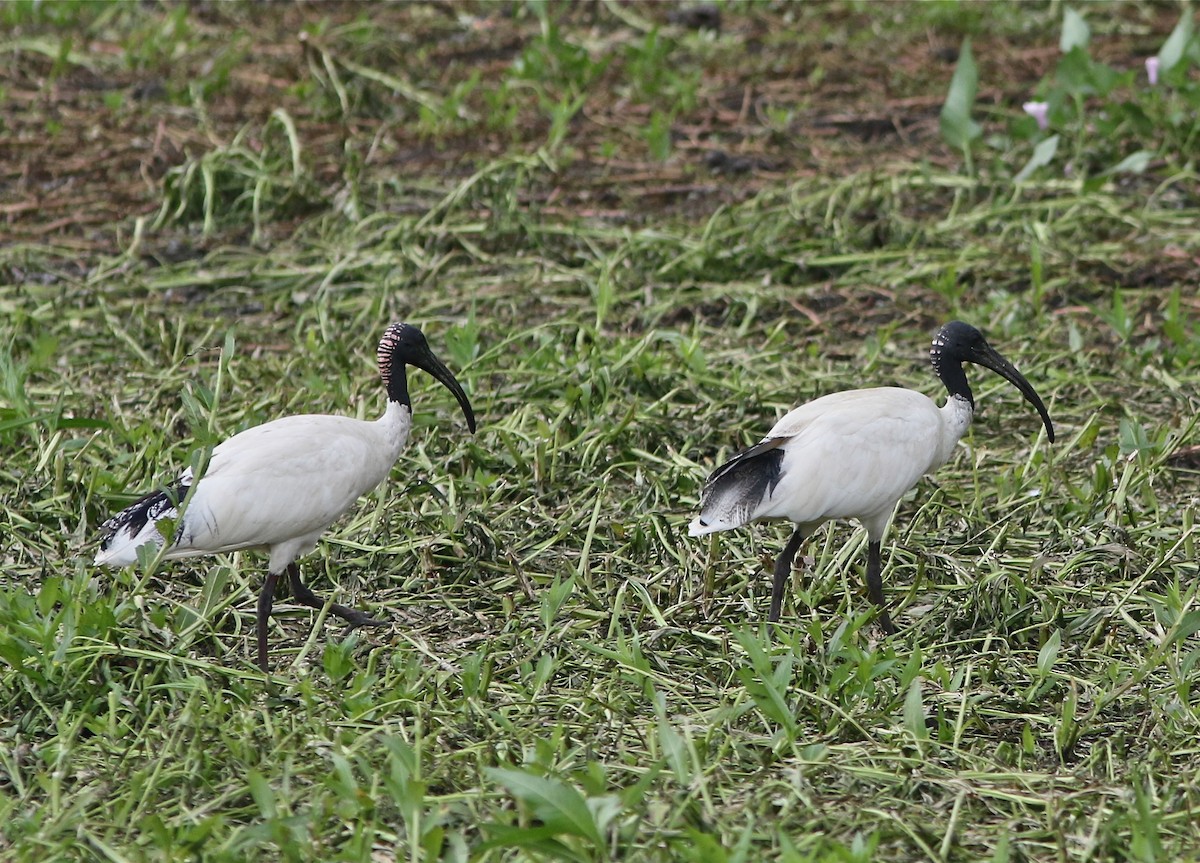ibis australský - ML35605221