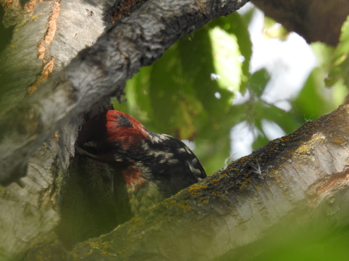Red-naped x Red-breasted Sapsucker (hybrid) - Neill Vanhinsberg