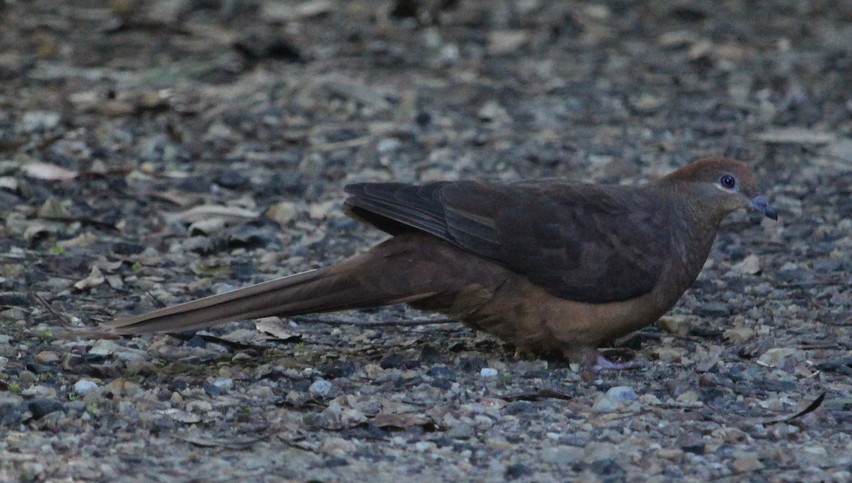 Brown Cuckoo-Dove - Jan and Larry Martin
