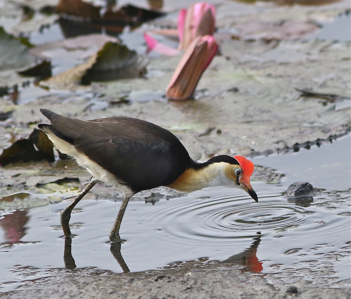 Comb-crested Jacana - Don Roberson