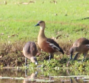 Plumed Whistling-Duck - Jan and Larry Martin