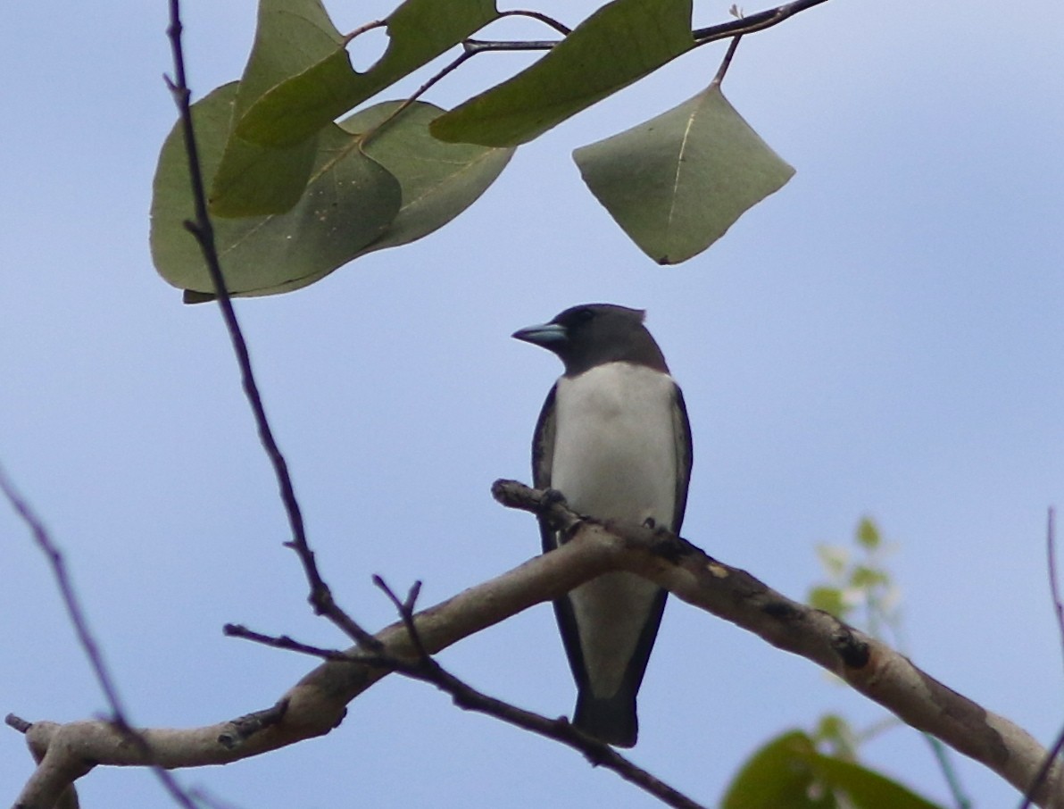 White-breasted Woodswallow - ML35606171