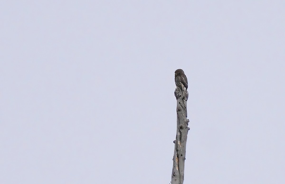 Northern Pygmy-Owl - ML356063901