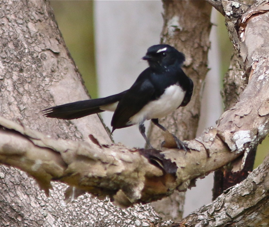 Willie-wagtail - ML35606491
