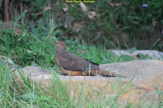 Brown Cuckoo-Dove, ML356067651