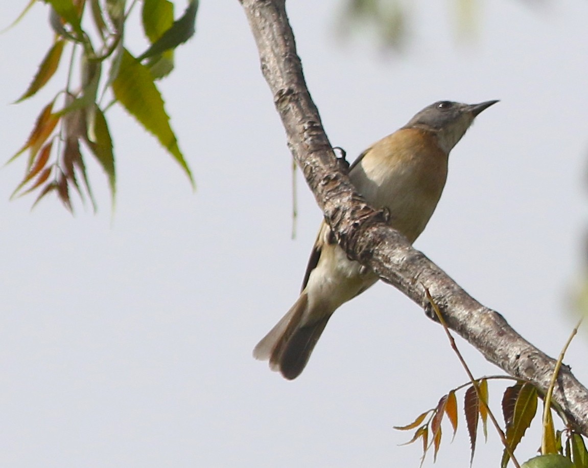 Rufous-banded Honeyeater - Don Roberson