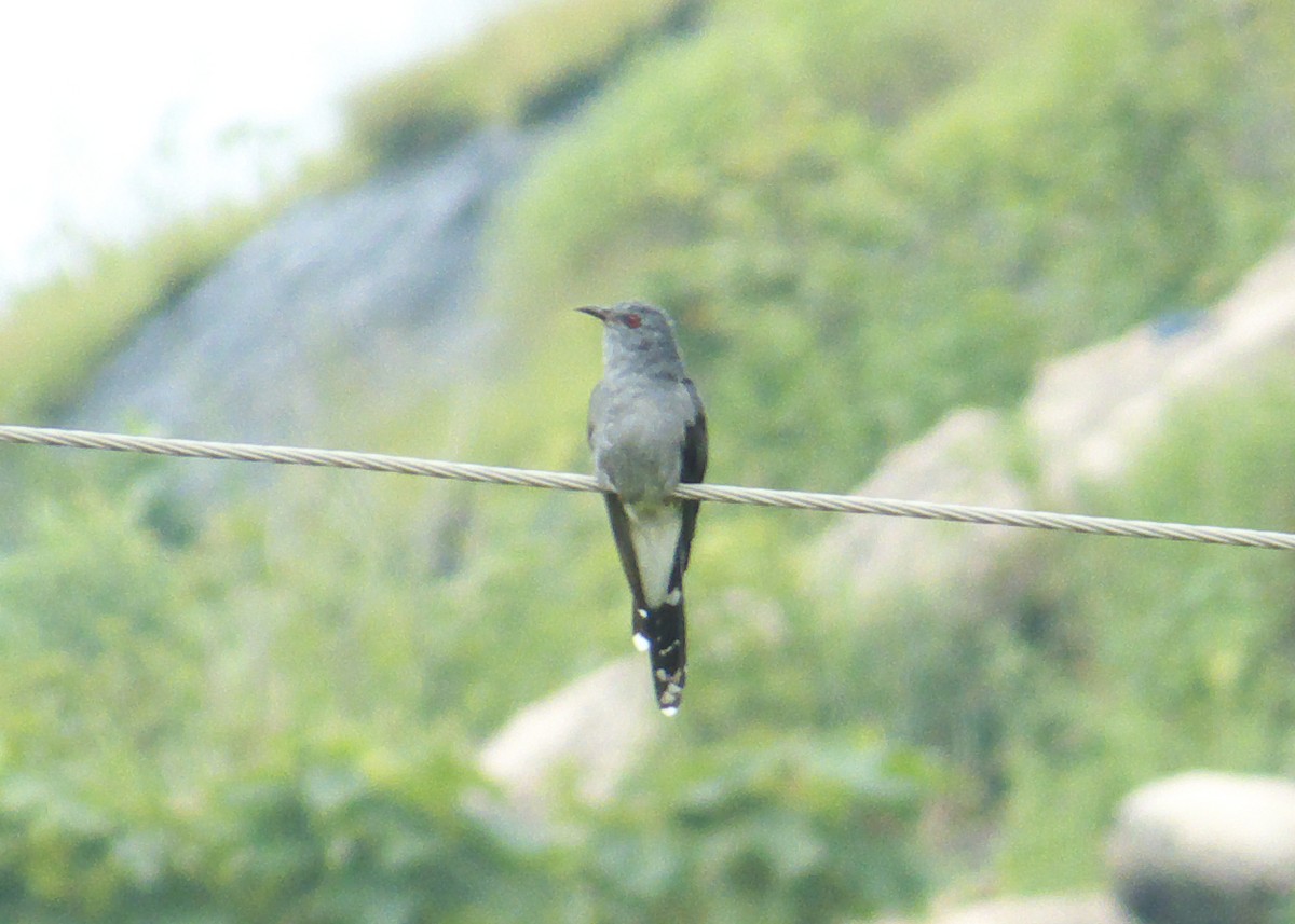 Gray-bellied Cuckoo - Supratim Mukherjee