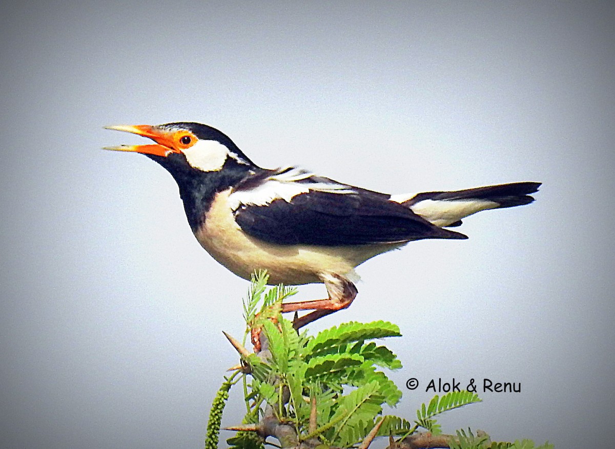 Indian Pied Starling - ML356083401