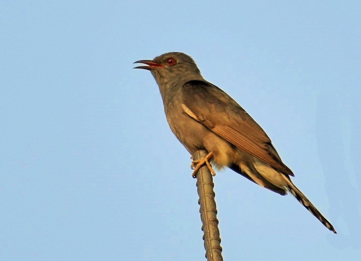 Gray-bellied Cuckoo - ML356085761