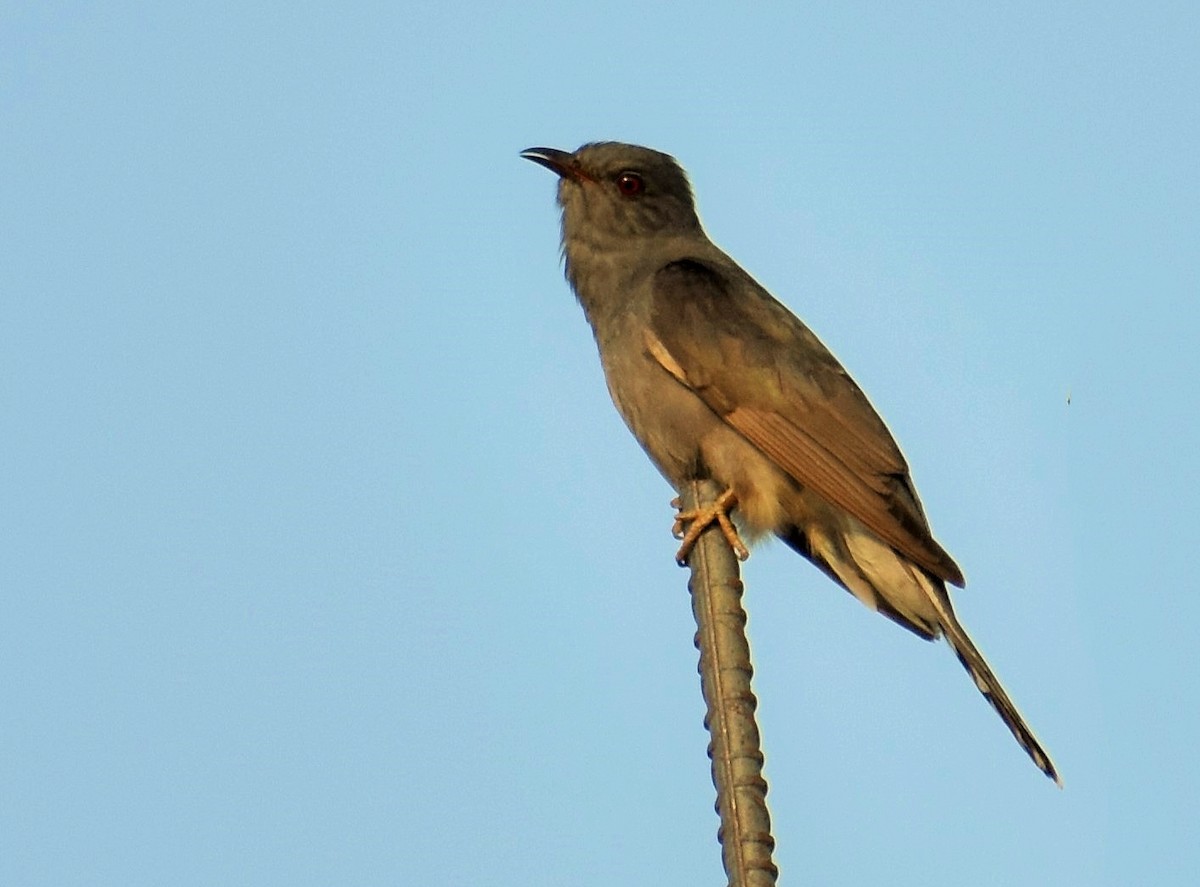 Gray-bellied Cuckoo - ML356085771