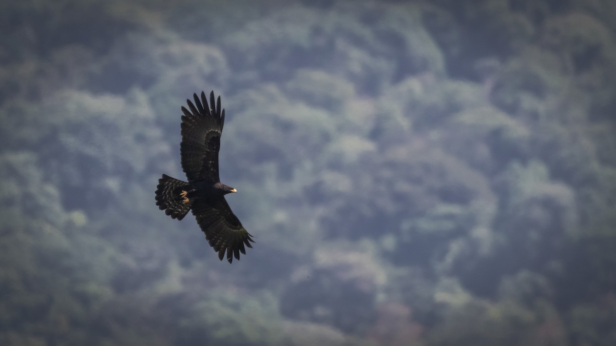 Black Eagle - Sharang Satish