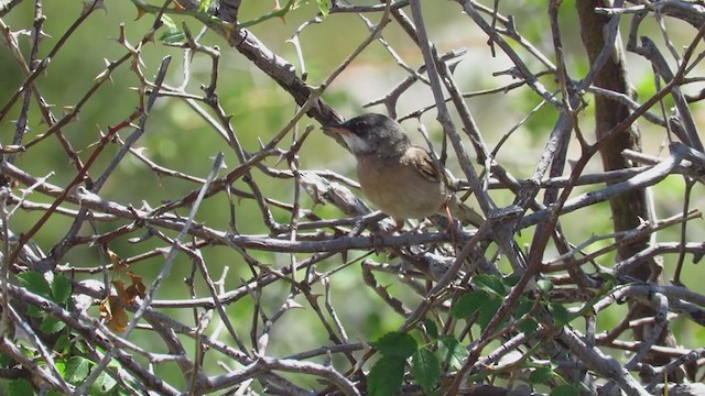 Spectacled Warbler - ML356098351