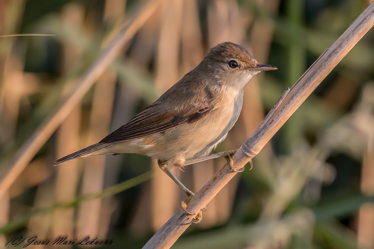 Common Reed Warbler - ML356104421