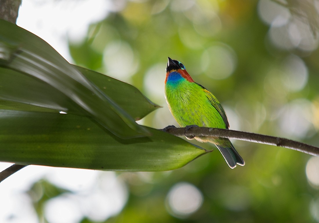 Red-necked Tanager - ML356109091