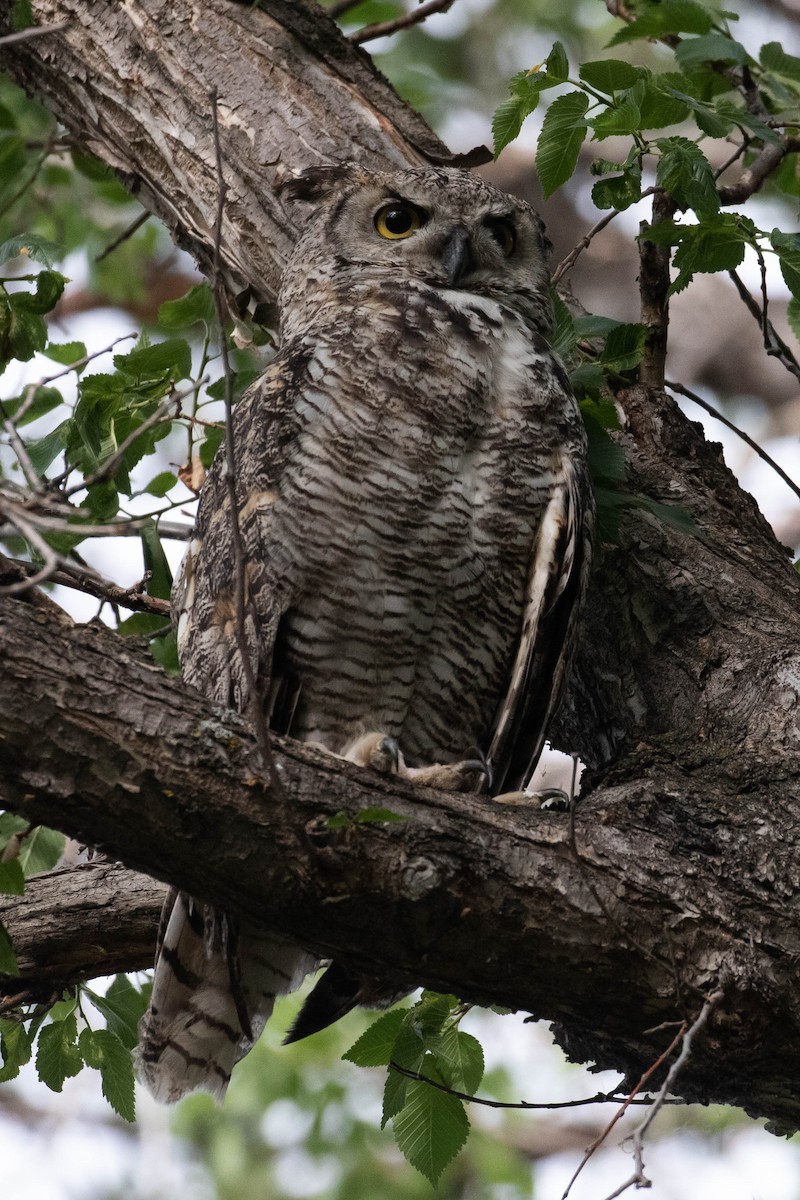 Great Horned Owl - ML356109371